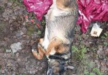 Новый могильник породистых собак и кошек, по всей видимости, выброшенных нерадивыми ветеринарами, обнаружили зоозащитники вблизи  города Пушкино Московской области