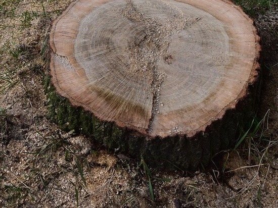 Апшеронский суд прекратил дело в отношении сироты, срубившего дерево