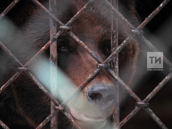 Аномально теплая зима пробудила медведей в зоопарке Казани