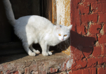 Злодейка, выбросившая в январе из окна квартиры кошку и четырех котят, во всей видимости, будет наказана по закону