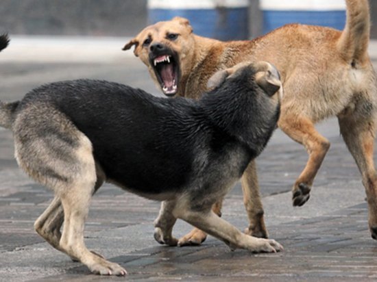 «Отловить эту свору!»: Мэр Улан-Удэ дал распоряжение по бездомным собакам из-за покусанного ими первоклассника