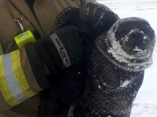 Северодвинские спасатели спасли перепутавшего воду и сушу тюленя