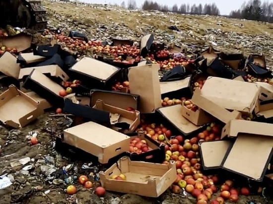 В Брянской области закопали 3,5 тонны сомнительных яблок