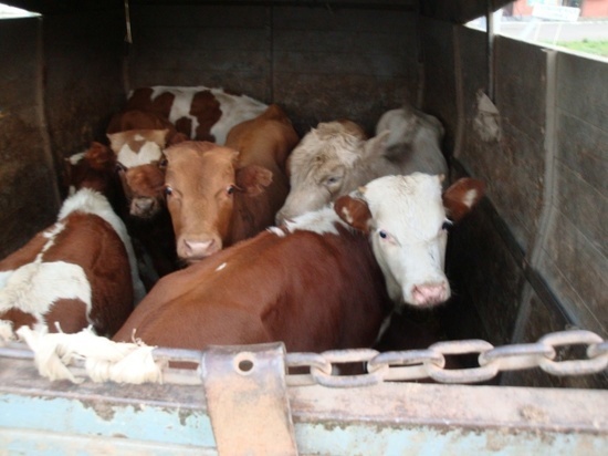 В Брянской области задержали 22 теленка-"нелегала"