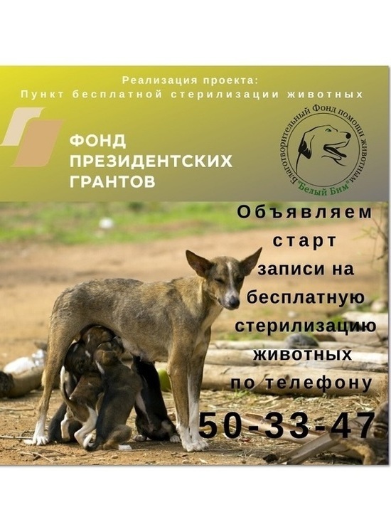 Костромской центр "Белый Бим" проводит бесплатную стерилизацию животных