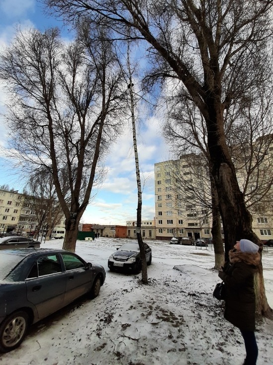 В Брянске забравшуюся на дерево кошку спасли уговорами