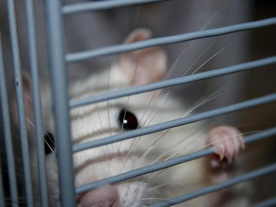 Ученые впервые обнаружили крысу, живущую "почти без мозга"