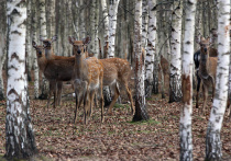 Ассоциация «Росохотрыболовсоюз» призвала Государственную Думу продолжить рассмотрение законопроекта о вольерной охоте, который был принят в первом чтении в середине декабря прошлого года