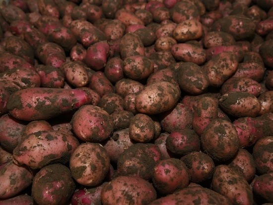 Как волгоградцам получить большой урожай картофеля