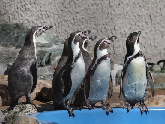 В УДмуртском зоопарке из-за теплой зимы пингвины приготовились выводить птенцов