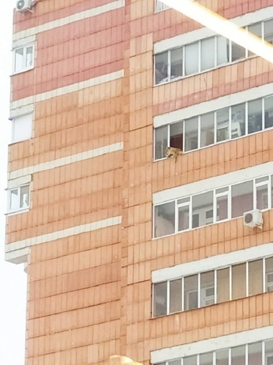 В Казани на балконе многоэтажного дома заприметили львицу