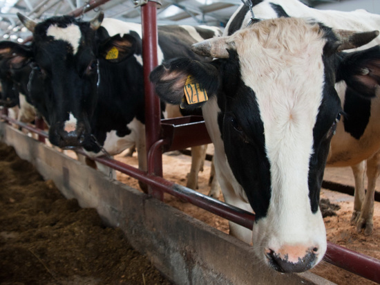 Ивановская область - в ТОП-30 самых продуктивных регионов по показателям КРС