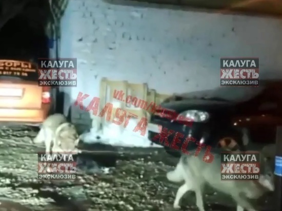 После инцидента с волками в Калуге будут отлавливать бродячих собак