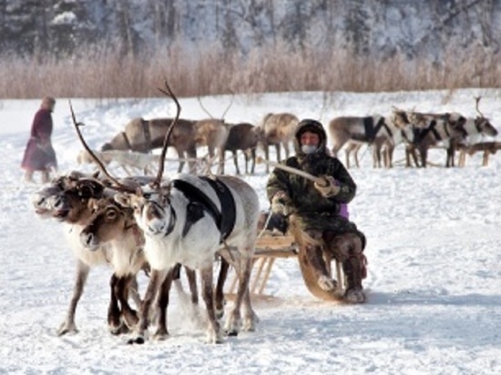 В Пуровском районе на Карт-Нате посоревнуются примерно 100 оленьих упряжек