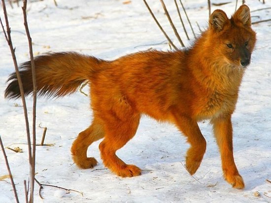Нижегородских волков будут спасать, лечить и холить в Костромском зоопарке