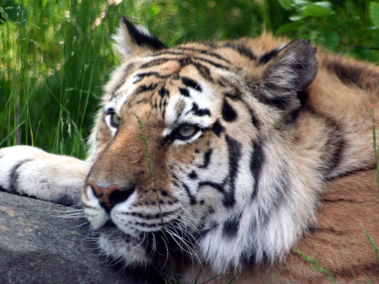 Из бузулукского зоопарка попытались выкрасть тигренка