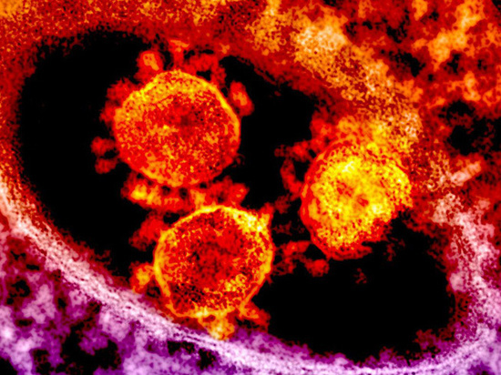 Австралийские ученые вырастили коронавирус 2019-nCoV
