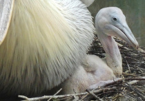 Птенцы с буйным темпераментом родились сразу у двух пар редких кудрявых пеликанов в Московском зоопарке