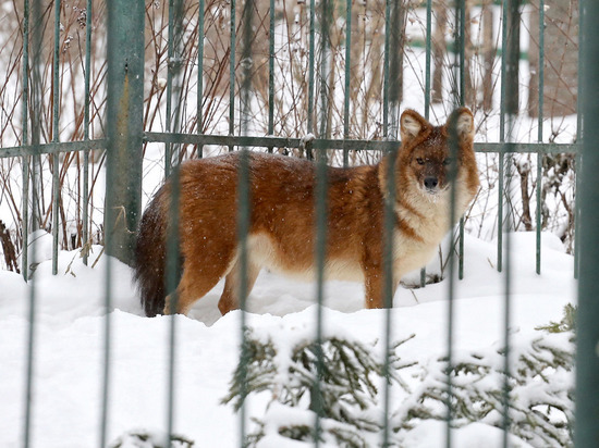 Волков из нижегородского зоопарка «Мишутка» перевезли в Кострому