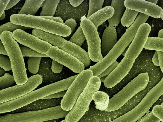 От антибиотиков не зависит горизонтальный перенос генов у бактерий