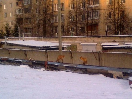 Необычное соседство: в Иванове, на территории завода, обосновались лисы