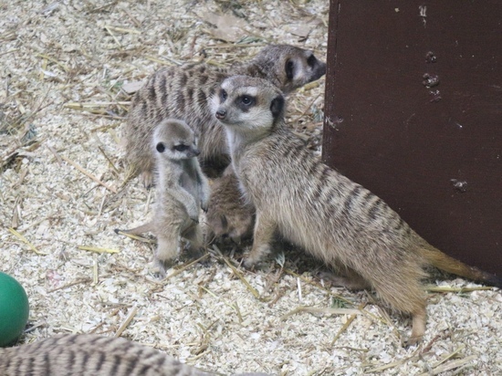 Маленькие сурикаты родились в красноярском зоопарке – теперь им нужны игрушки