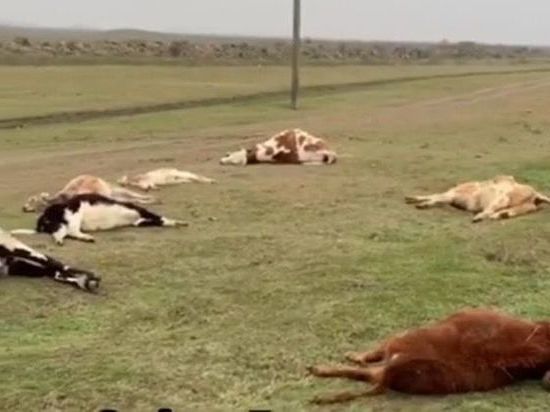В Дагестане выявлена причина массовой гибели скота