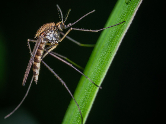 Биологи предсказали исчезновение комаров из-за теплой зимы