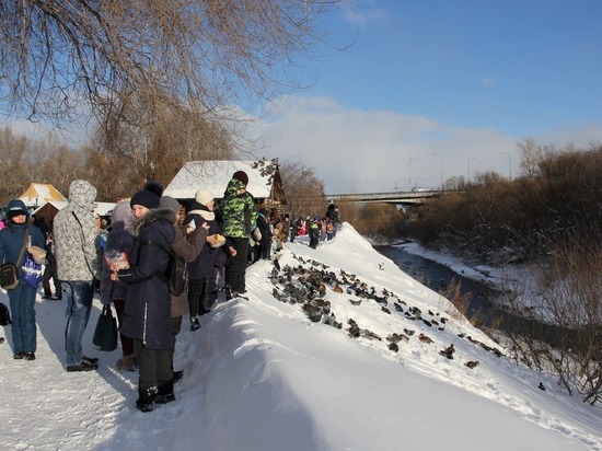В Кемерове и Новокузнецке жители посчитали уток и сделали несколько открытий
