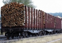 В 2019 году ООО «Альфа» поставляло лесозаготовки в Китай