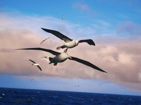 К розыску браконьеров ученые приспособили альбатросов