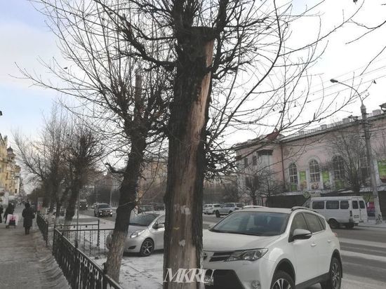 Трухлявые тополя хотят заменить клёнами на улице Ленина в Чите