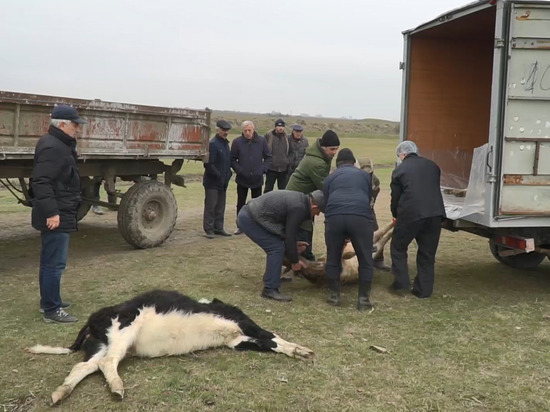 Трупы коров в Бабаюртовском районе утилизировали