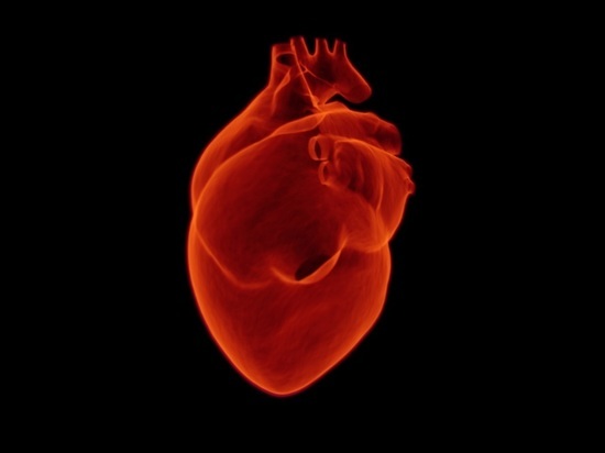 Воссоздали трёхмерные ткани сердца