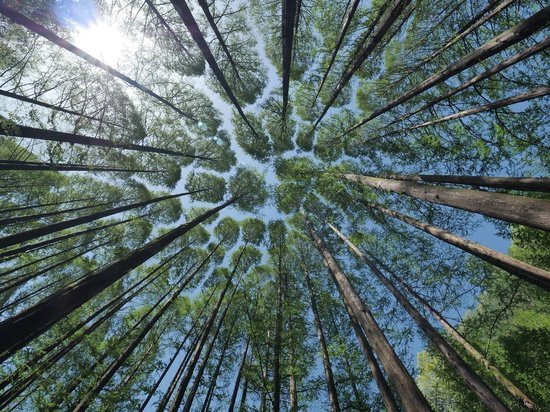 Владимирская область вошла в тройку лидеров ЦФО по объемам восстановления лесов