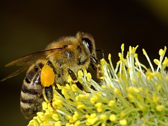 ГМ-бактерии могут защитить пчел от вымирания