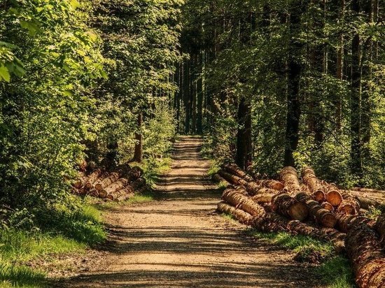 В Калужской области незаконно вырубили лес на 22 млн рублей