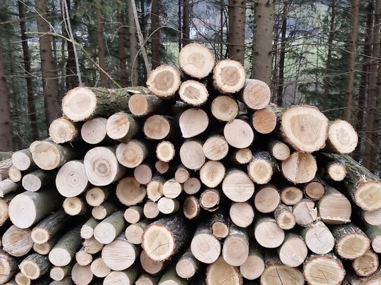 В лесах Марий Эл незаконно срубили более 400 деревьев