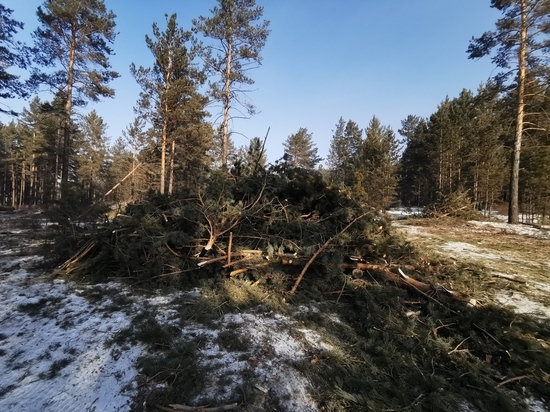 Вырубку леса в Атамановке временно приостановили