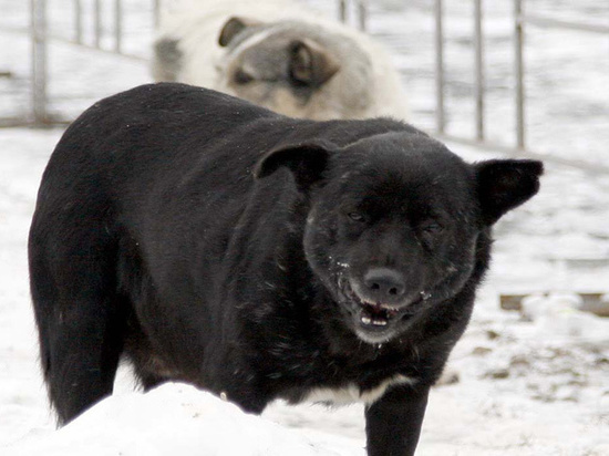 Стали известны подробности отравления мужчины ловцами собак в Зеленограде