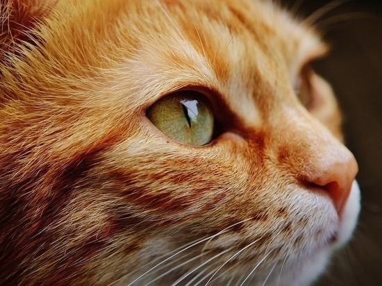 «Моя кошка гибнет в Ухане»: трагедии животных на фоне коронавируса