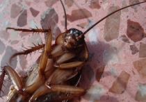 Жители многоквартирного дома в Великих Луках просят решить проблему с нашествием тараканов в их подъезде