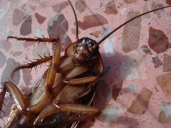Великолучане просят спасти их подъезд от нашествия тараканов