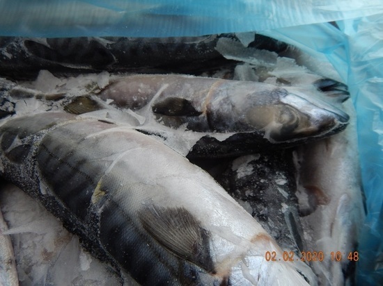 Рыбу «из будущего» не захотели пропускать через границу в Псковской области