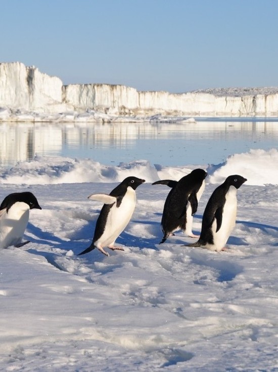 Речь пингвинов подчиняется законам естественных языков
