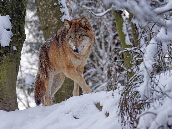 Ущерб от нападений волков в Забайкалье превышает 200 млн рублей в год