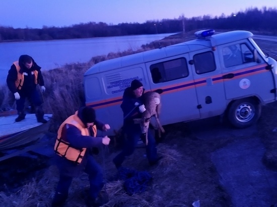 В Смоленской области спасатели сняли с льдины косулю