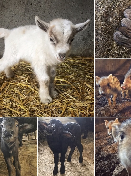 В зоопарке Калуги за неделю родилось 14 малышей