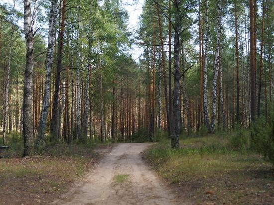 Житель Марий Эл незаконно срубил лес на 836 тысяч рублей