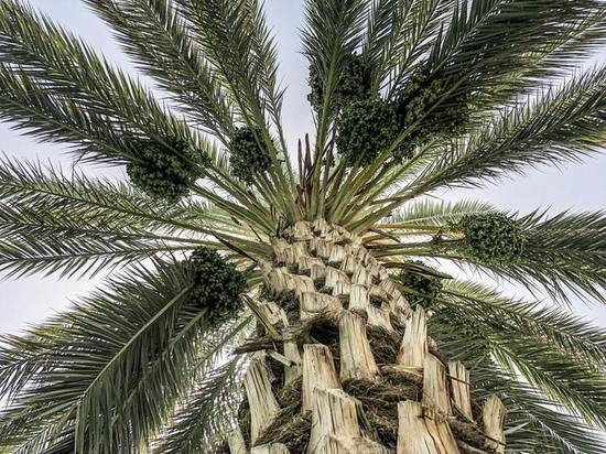 Финиковые пальмы проросли из семян возрастом 2 тыс. лет